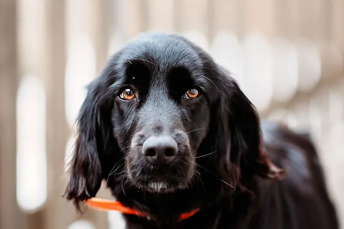 I Take Professional Photos For Abandoned Animals To Help Them Find A New Home