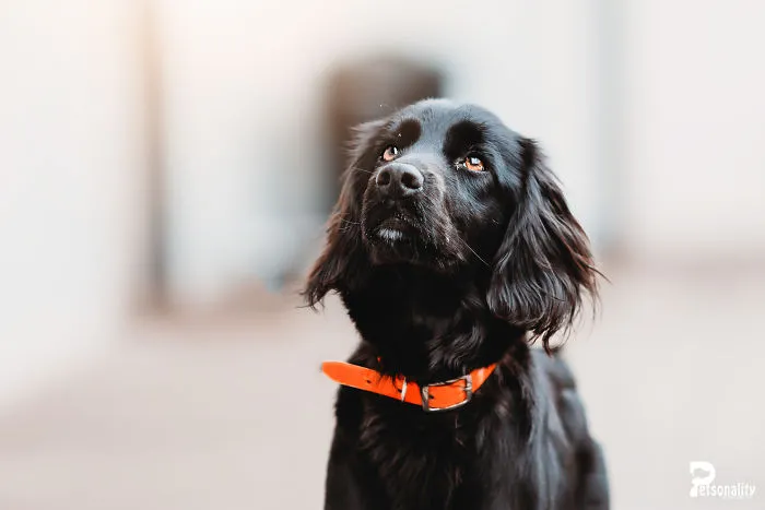 I Take Professional Photos For Abandoned Animals To Help Them Find A New Home
