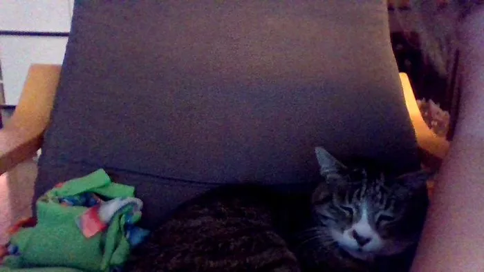 Old Cat Pt. 2