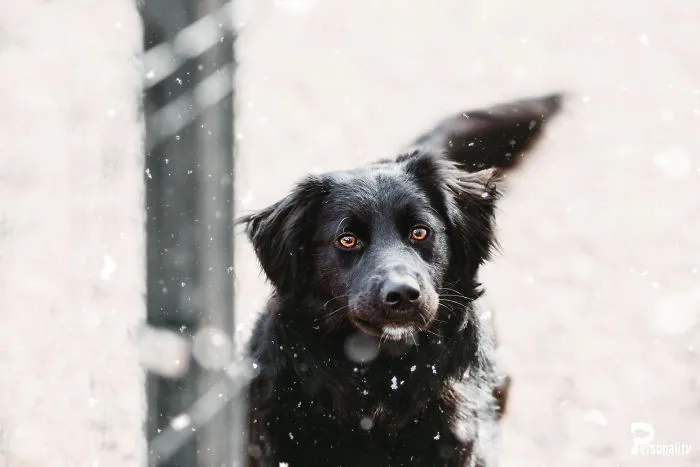 I Take Professional Photos For Abandoned Animals To Help Them Find A New Home