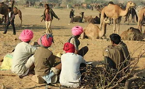 Turbans - Adding Color To The Drab Brownish Desert Landscape Of Pushkar, Rajasthan In India