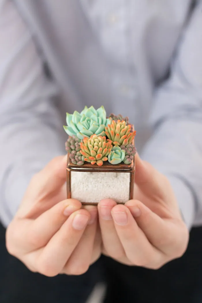 Polymer Clay And My Succulent Mania