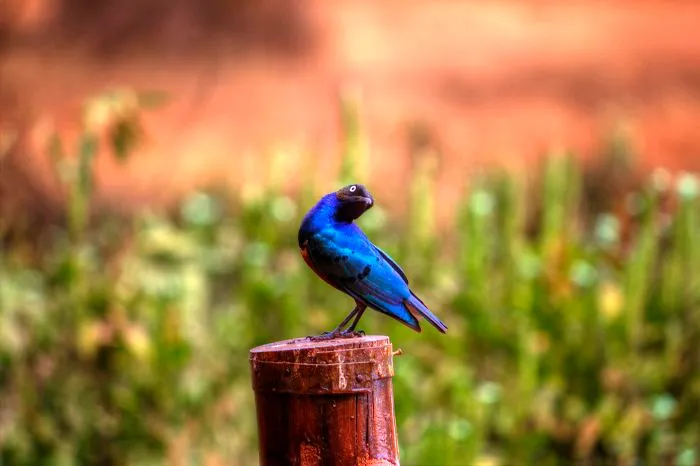 I Am Truly Amazed With Wild Animals In Kenya!