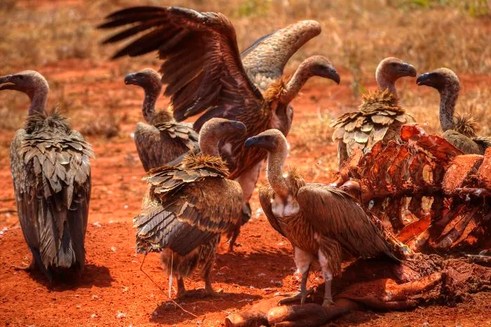 I Am Truly Amazed With Wild Animals In Kenya!