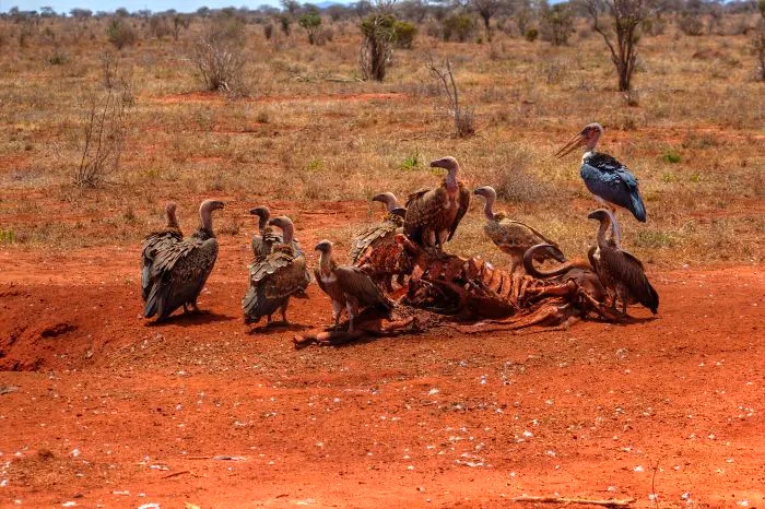 I Am Truly Amazed With Wild Animals In Kenya!