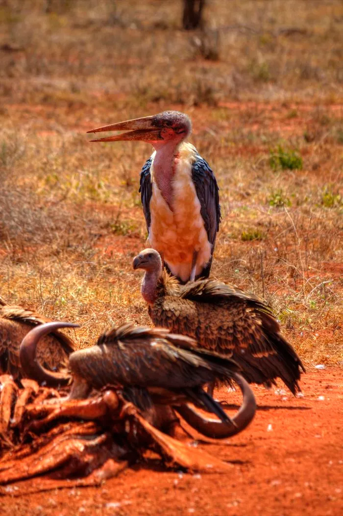 I Am Truly Amazed With Wild Animals In Kenya!