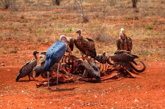 I Am Truly Amazed With Wild Animals In Kenya!