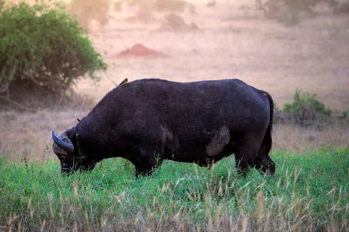 I Am Truly Amazed With Wild Animals In Kenya!