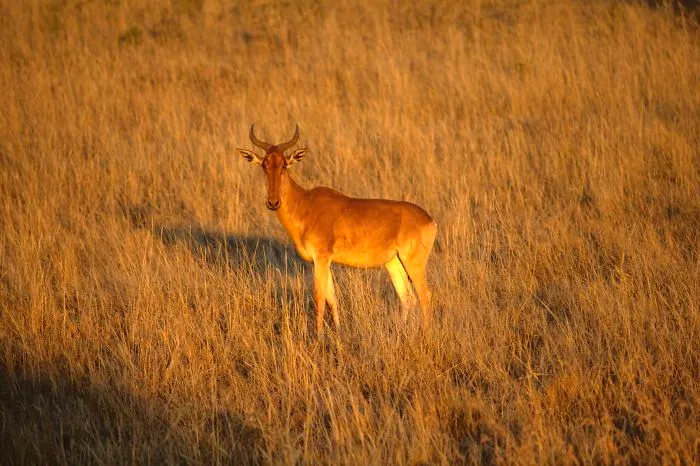 I Am Truly Amazed With Wild Animals In Kenya!