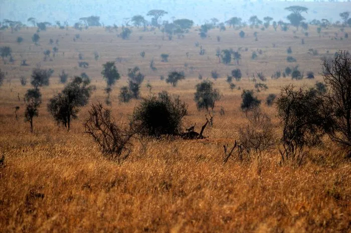 I Am Truly Amazed With Wild Animals In Kenya!