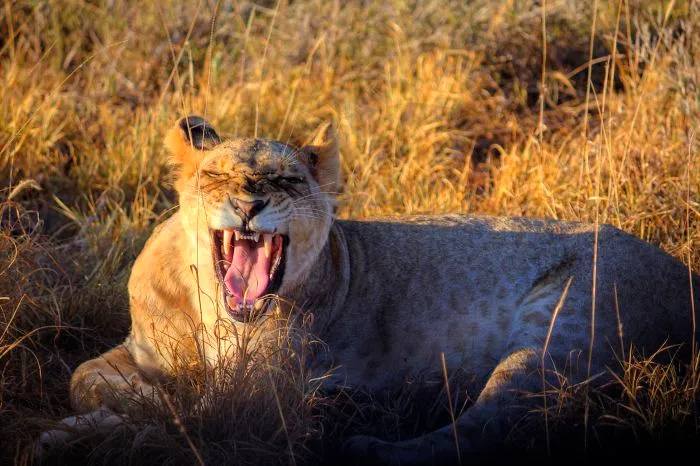 I Am Truly Amazed With Wild Animals In Kenya!