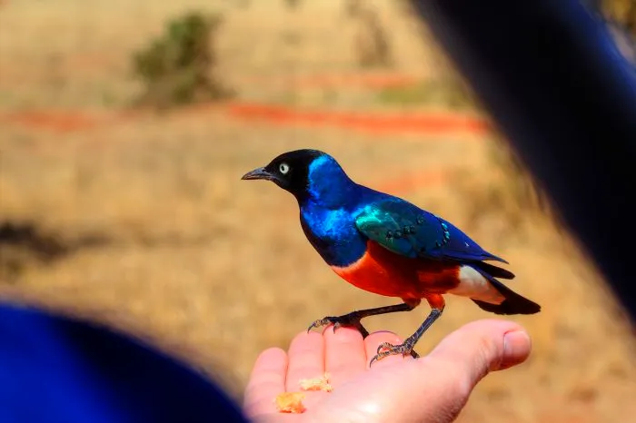 I Am Truly Amazed With Wild Animals In Kenya!