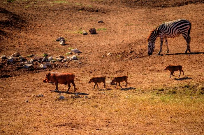 I Am Truly Amazed With Wild Animals In Kenya!