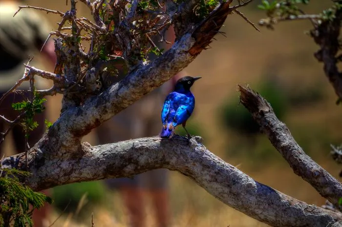 I Am Truly Amazed With Wild Animals In Kenya!