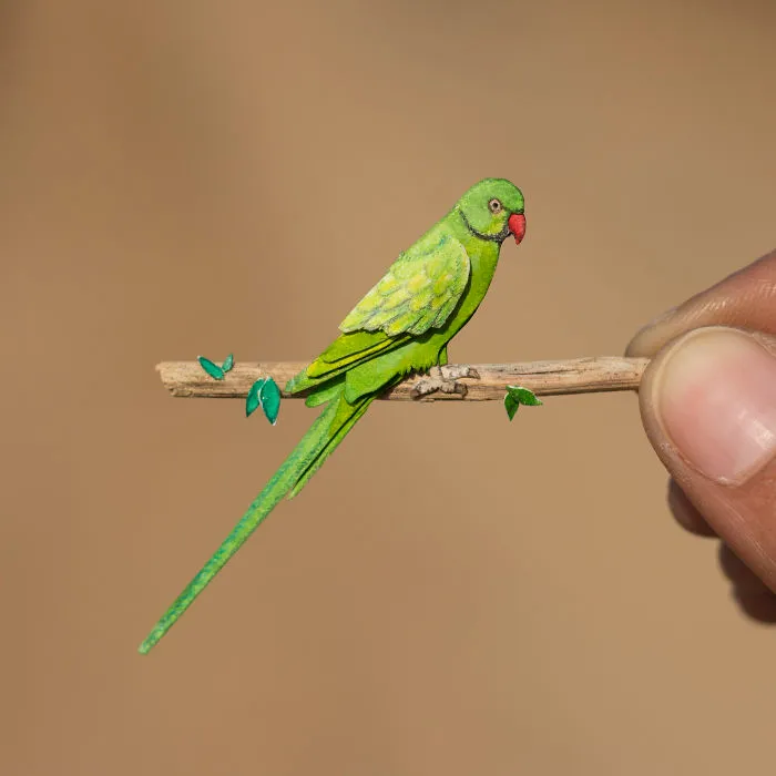 Rose-Ringed Parakeet