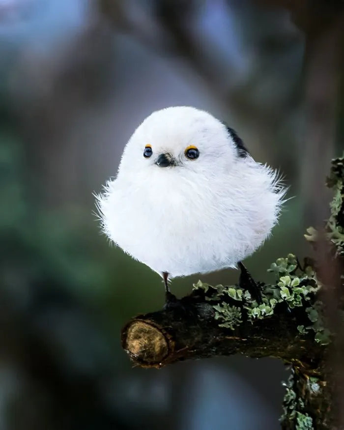 Finnish Photographer Shoots Real Life Angry Birds, And We Can't Finish Looking At Them