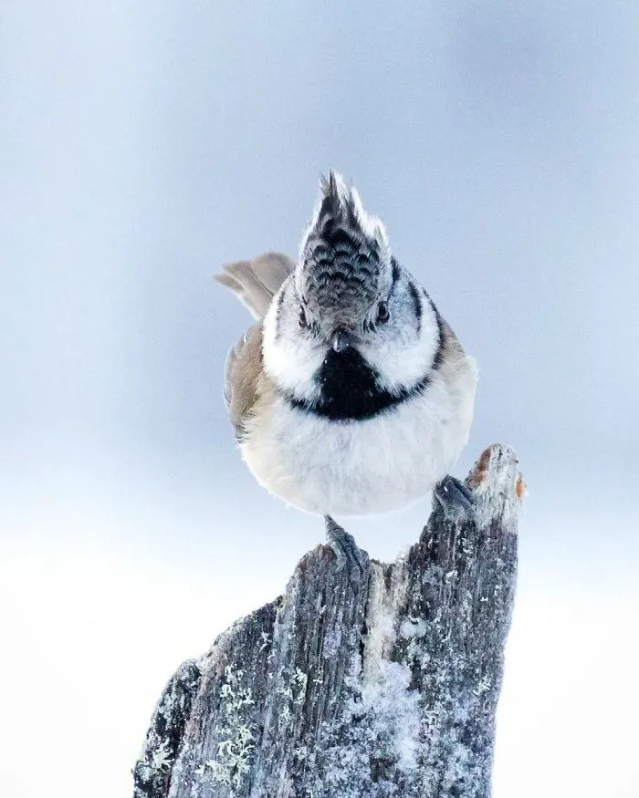 Finnish Photographer Shoots Real Life Angry Birds, And We Can't Finish Looking At Them