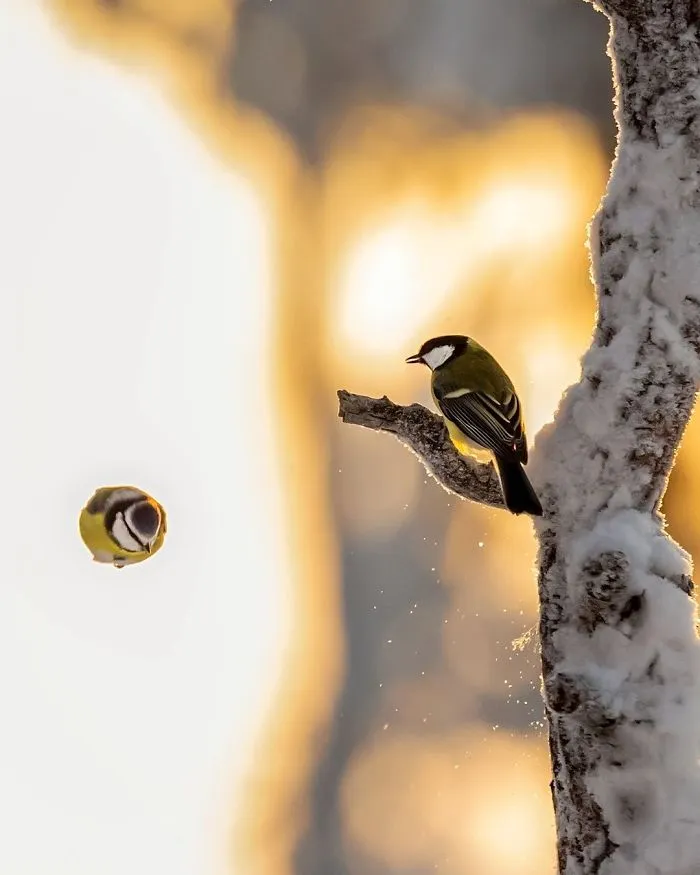 Finnish Photographer Shoots Real Life Angry Birds, And We Can't Finish Looking At Them