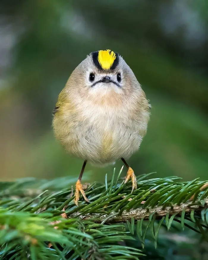 Finnish Photographer Shoots Real Life Angry Birds, And We Can't Finish Looking At Them