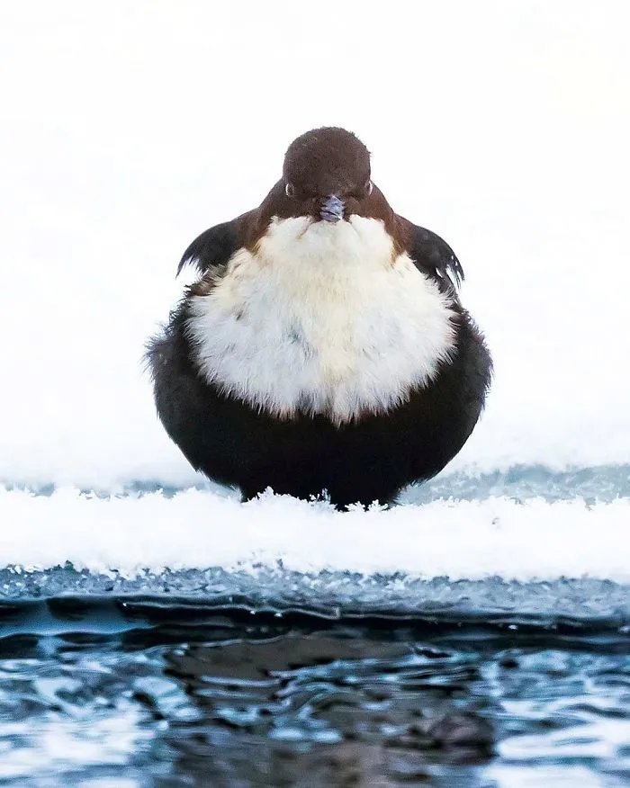 Finnish Photographer Shoots Real Life Angry Birds, And We Can't Finish Looking At Them