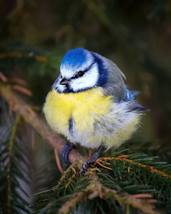 Finnish Photographer Shoots Real Life Angry Birds, And We Can't Finish Looking At Them