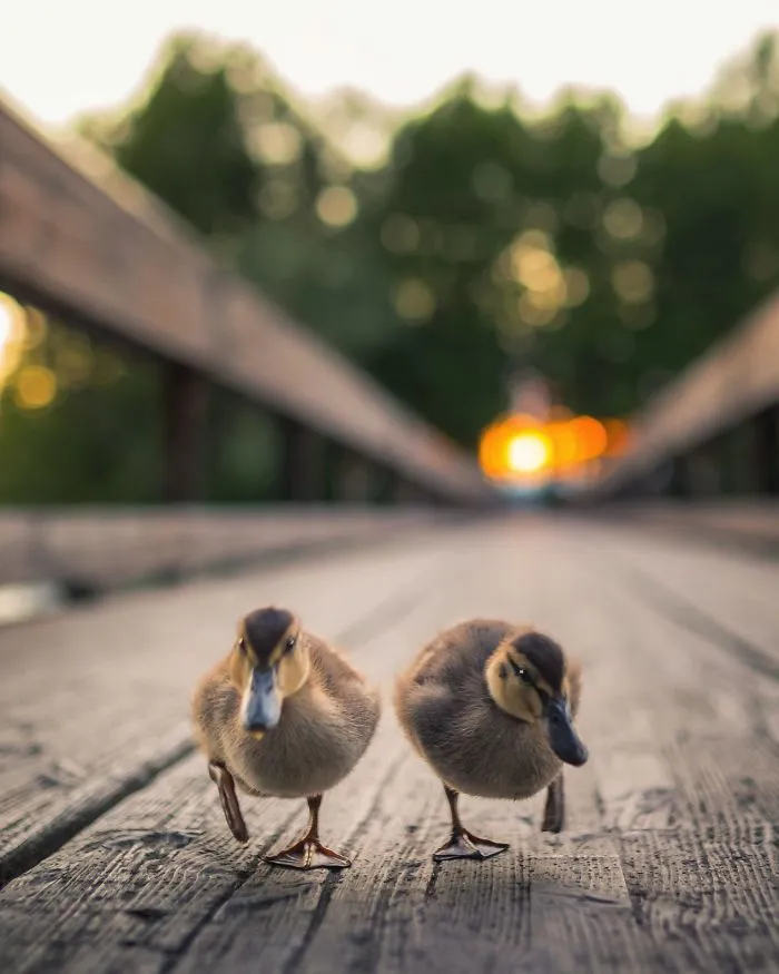 Finnish Photographer Shoots Real Life Angry Birds, And We Can't Finish Looking At Them