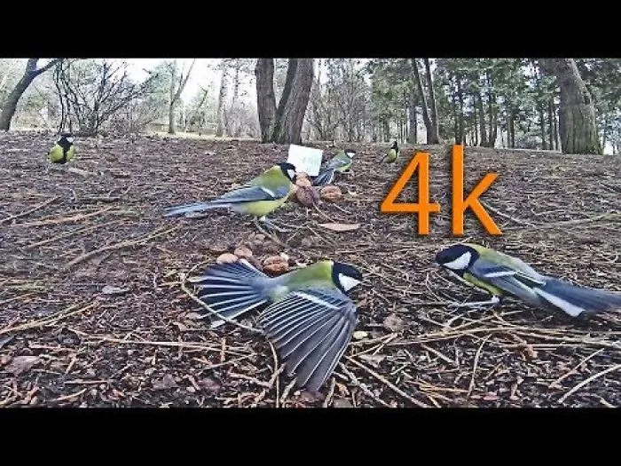 The Most Colorful Bird In Eastern Europe Invaded Northern Romania.tit / Pitigoi Or Paridae Birds In 4k
