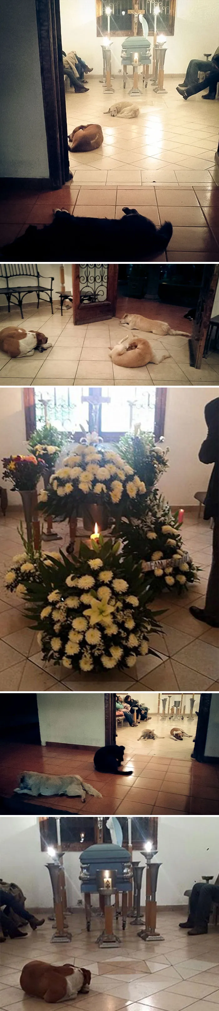 Stray Dogs Suddenly Show Up At Funeral Of Woman Who Spent Her Life Feeding Them