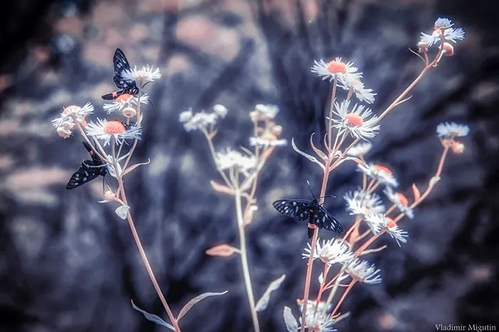 Mariposas y flores en el bosque de Chernobyl