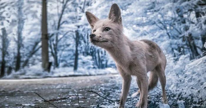 Chernobyl Shot With Infrared Photography Looks More Haunting Than Ever (Interview)