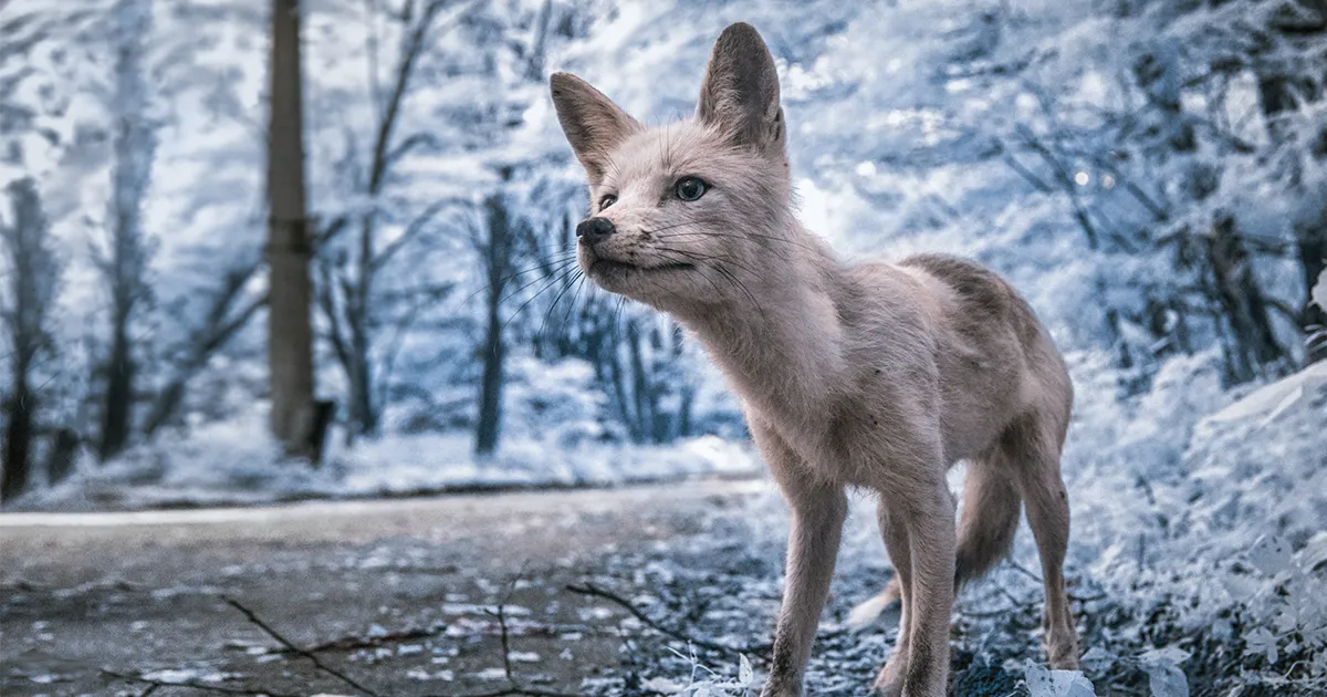 Chernobyl retratado con fotografía infrarroja parece más inquietante que nunca