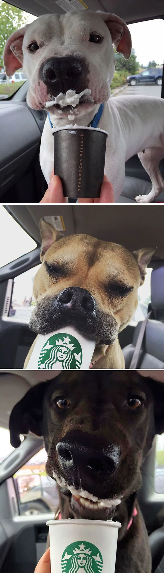 En este refugio llevan a los perros a tomar "puppuccinos" para ayudar a encontrarles un hogar
