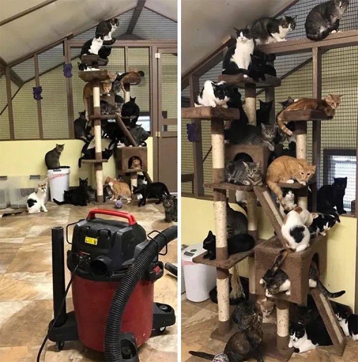 Cuando vamos a pasar la aspiradora en el refugio de gatos