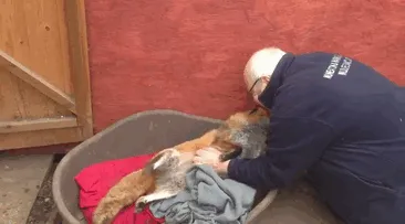 Este zorro adora al voluntario