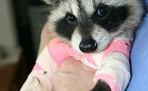 People Who Work With Animals Are Sharing Their Cutest Photos, And We Can't Get Enough