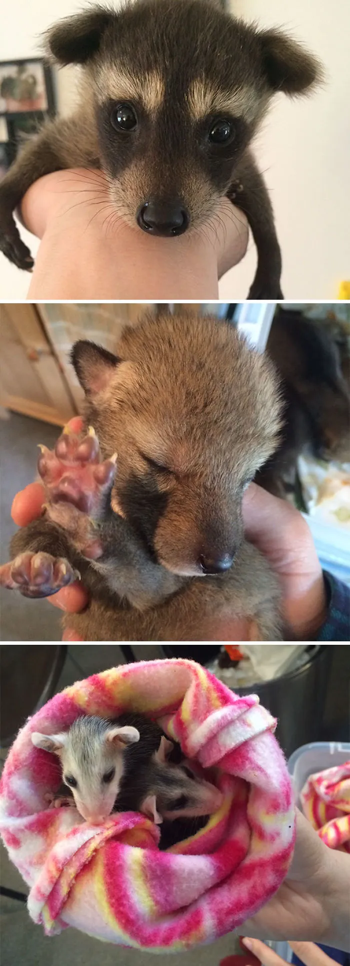 Hoy me han llevado a un refugio de animales