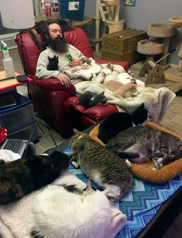 Voluntario en el refugio para gatos