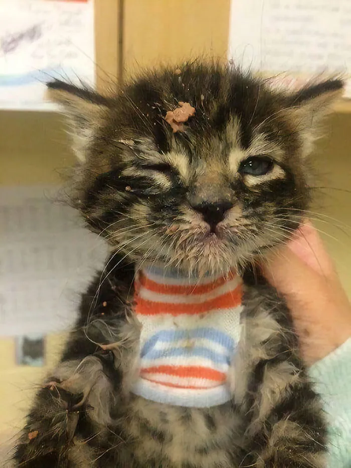 Gatito tras su primera comida sólida
