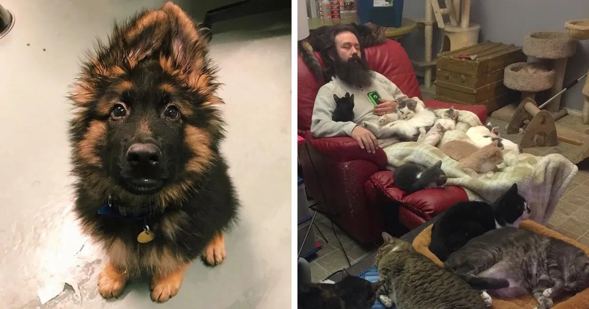 Las personas que trabajan con animales comparten sus fotos más adorables, y nunca hay bastantes