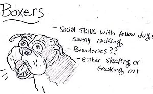 Hilarious Guide To Dog Breeds That Will Help You Choose Your Next Dog