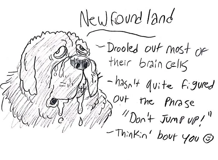 Hilarious Guide To Dog Breeds That Will Help You Choose Your Next Dog