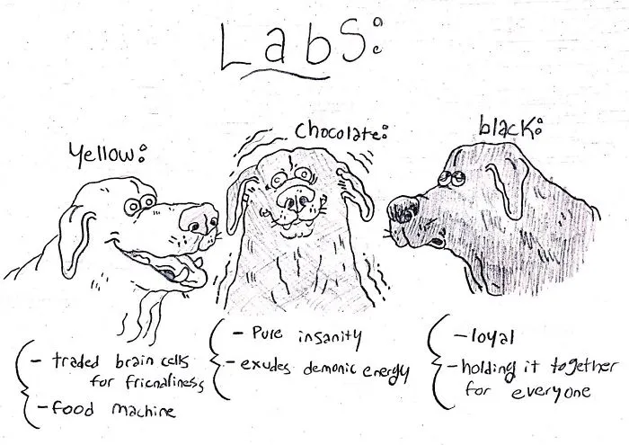 Hilarious Guide To Dog Breeds That Will Help You Choose Your Next Dog