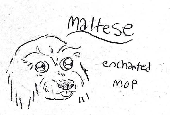 Hilarious Guide To Dog Breeds That Will Help You Choose Your Next Dog