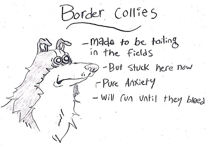 Hilarious Guide To Dog Breeds That Will Help You Choose Your Next Dog