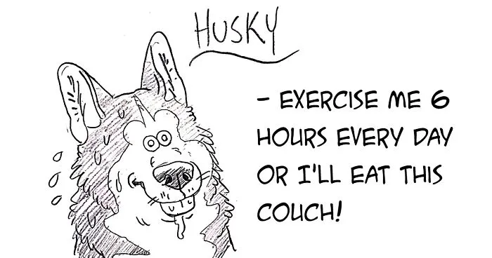 Hilarious Guide To Dog Breeds That Will Help You Choose Your Next Dog