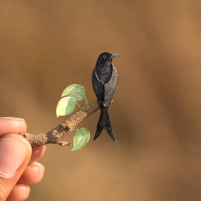 Drongo