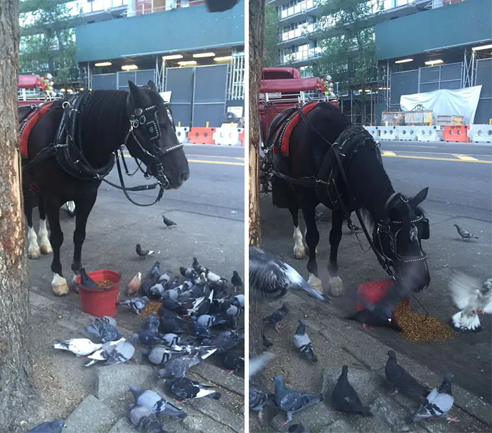 Las palomas no paraban de rondar el cubo de este caballo, así que les derramó parte para compartir