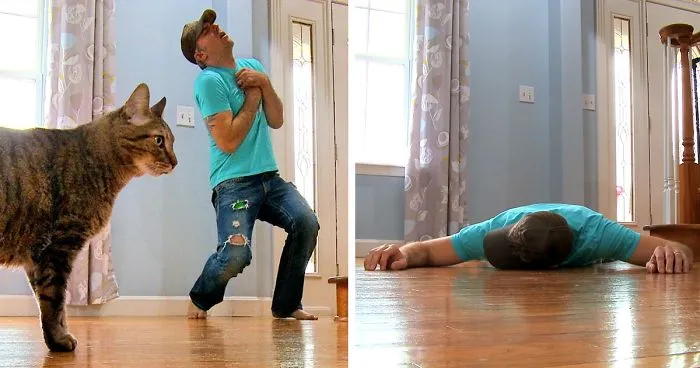 Cat Owner Fakes His Death To See How His Kitty Would React, Doesn't Expect Reaction Like This