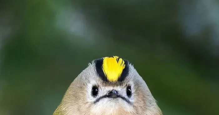 Finnish Photographer Shoots Real Life Angry Birds, And We Can't Finish Looking At Them