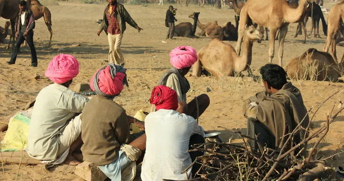 Turbans - Adding Color To The Drab Brownish Desert Landscape Of Pushkar, Rajasthan In India